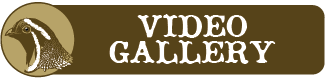 Video Gallery